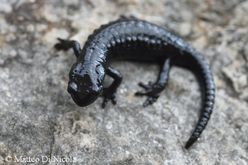 Salamandra del Pasubio